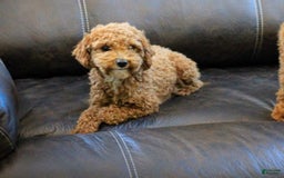 Miniature Poodle dogs for sale: Buddy - Image 12