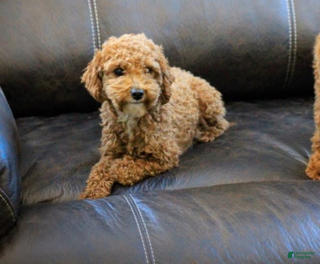 Miniature Poodle dogs for sale: Buddy - Image 12