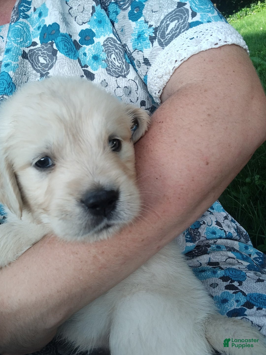 Golden Retriever dogs for sale: Picasso - Image 25