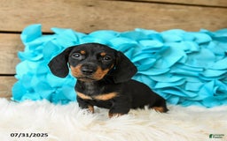 Miniature Dachshund dogs for sale: Jelly Bean - Image 2