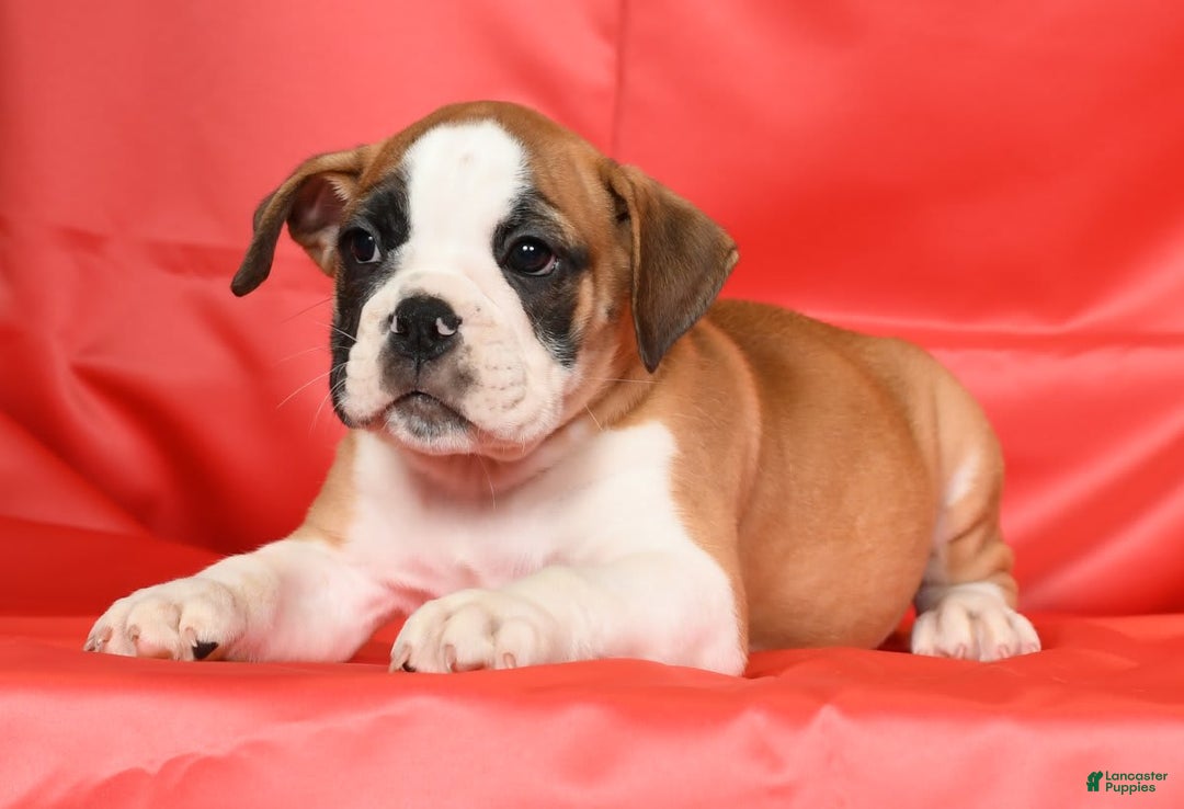 Beabull dogs for sale: Kenton - Image 7