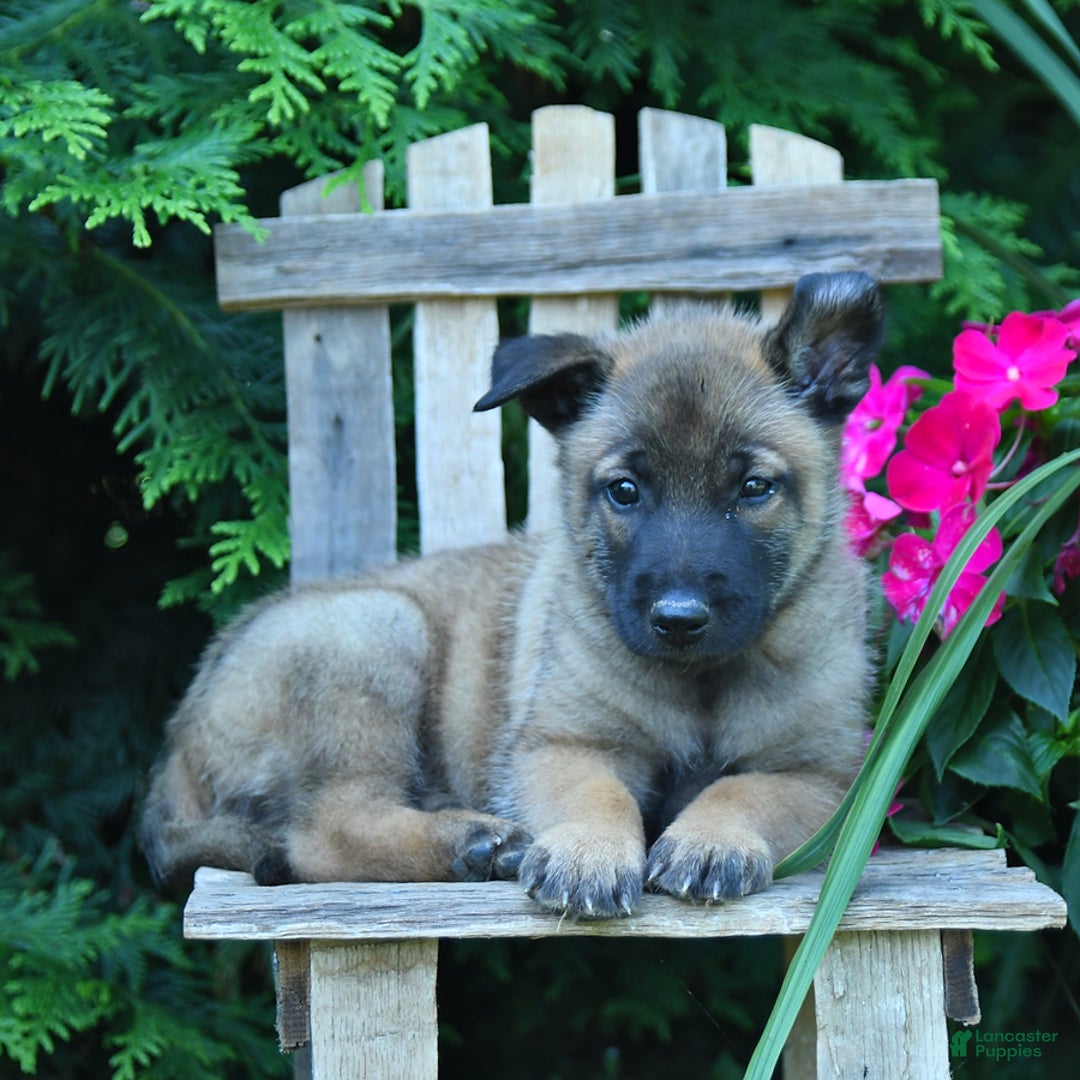 Belgian Malinois dogs for sale: Blake - Image 1
