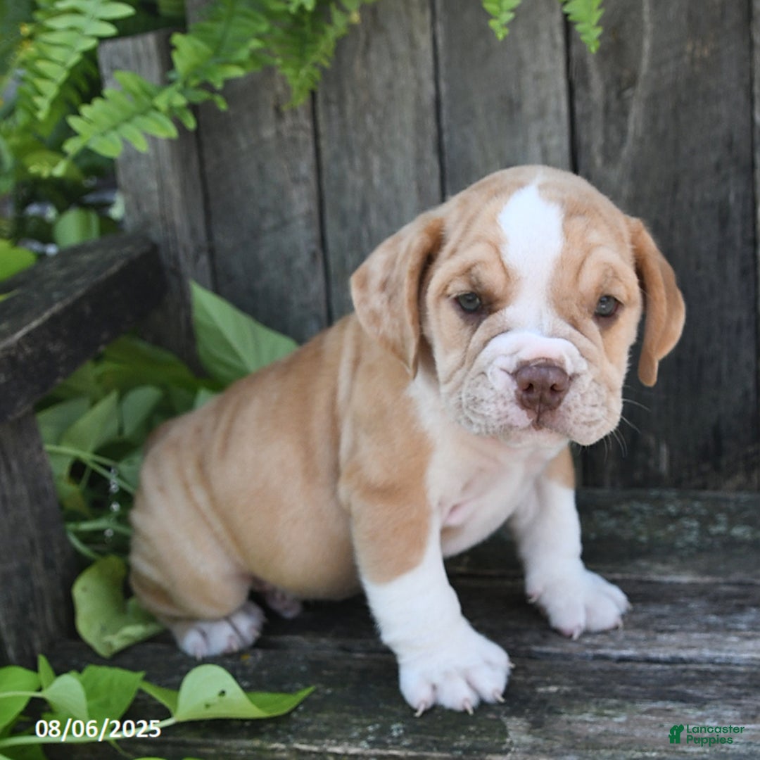 Beabull dogs for sale: Denver - Image 3