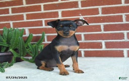 Miniature Pinscher dogs for sale: Jade - Image 6