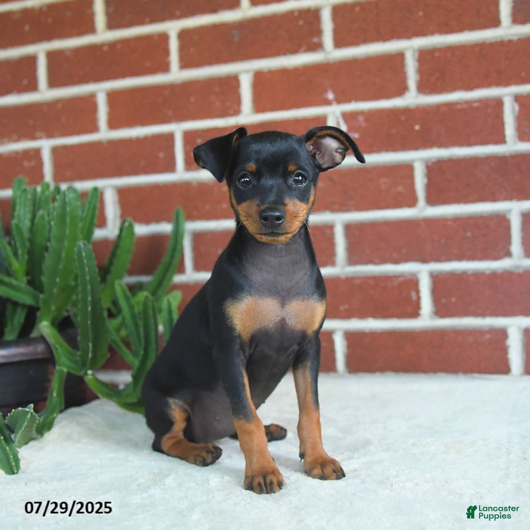 Miniature Pinscher dogs for sale: Jade - Image 6