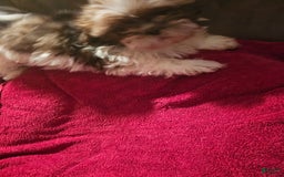 Shih Tzu dogs for sale: Not Named - Image 11