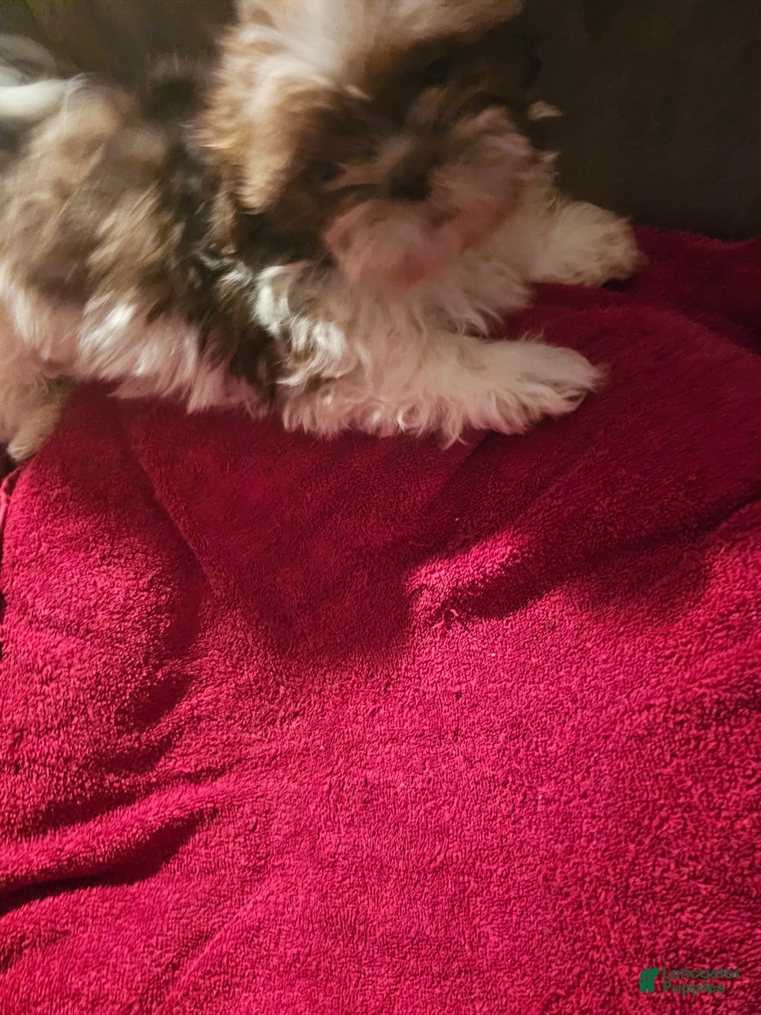 Shih Tzu dogs for sale: Not Named - Image 11