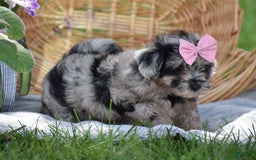 Yorkiepoo dogs for sale: Prissie - Image 9