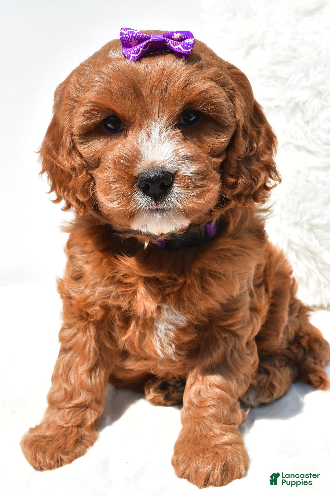Mini Goldendoodle dogs for sale: Ruby - Image 6