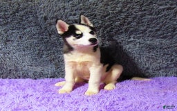 Siberian Husky dogs for sale: Billy - Image 2