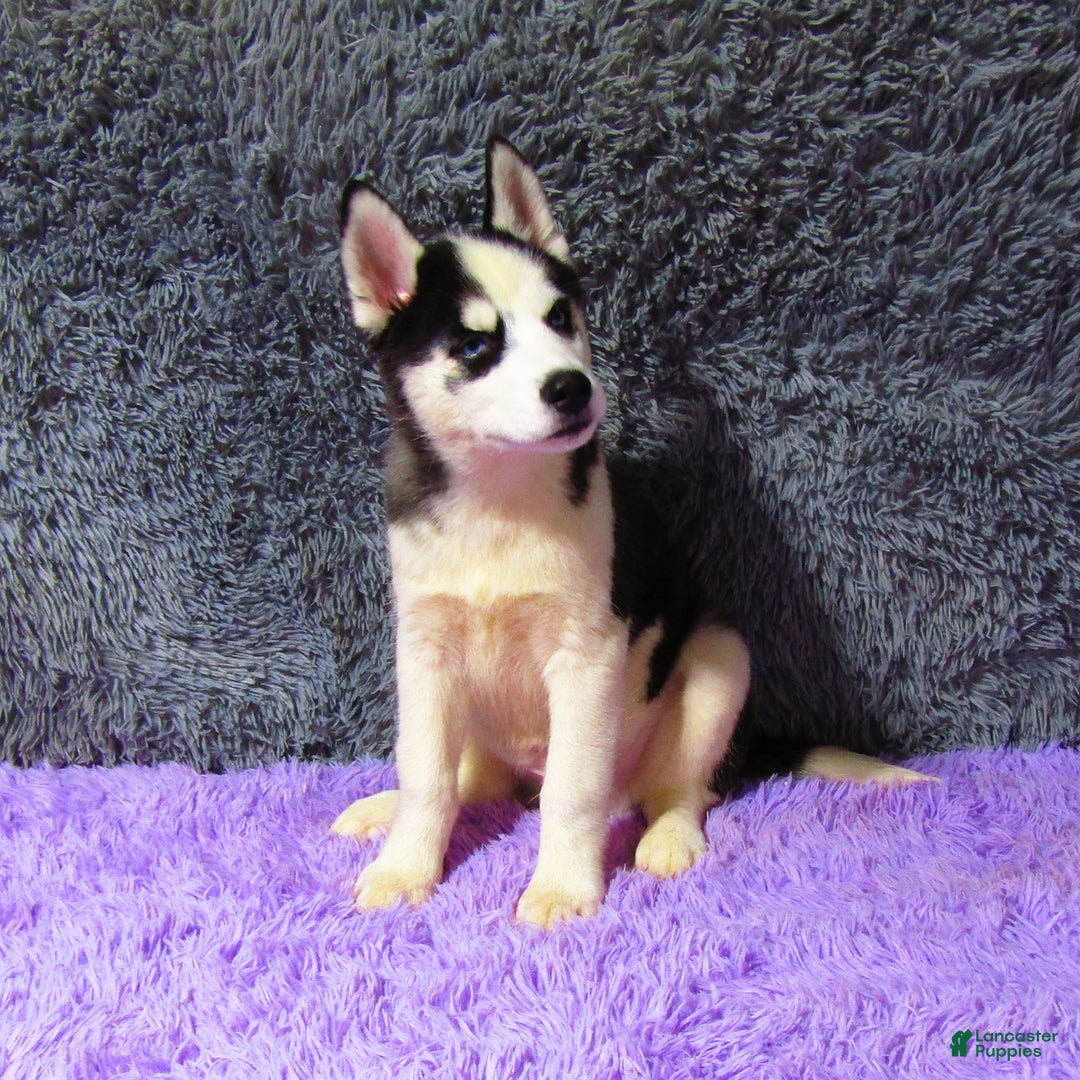 Siberian Husky dogs for sale: Billy - Image 2