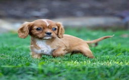 Cavalier King Charles Spaniel dogs for sale: Ruby - Image 2