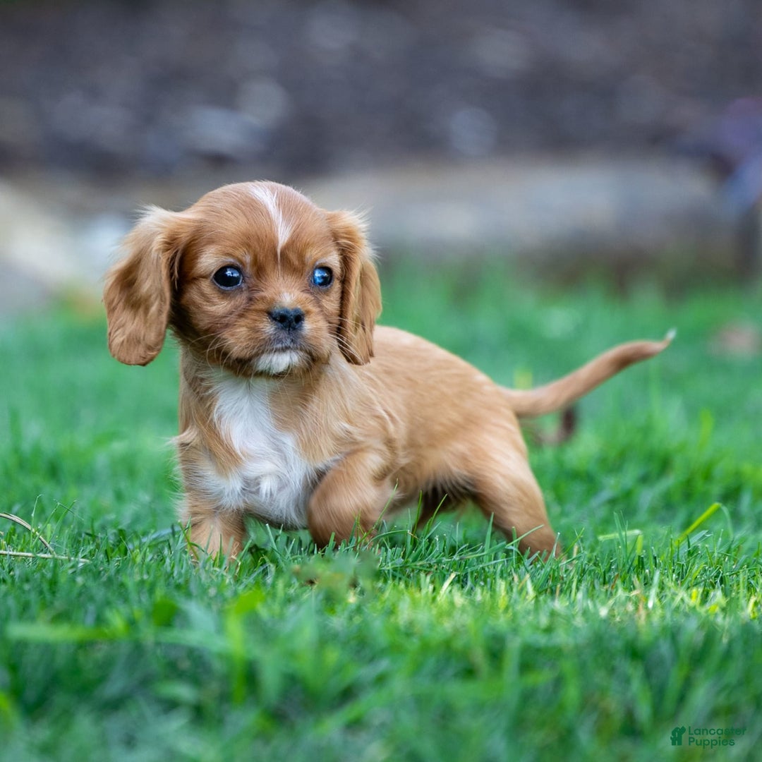 Cavalier King Charles Spaniel dogs for sale: Ruby - Image 2