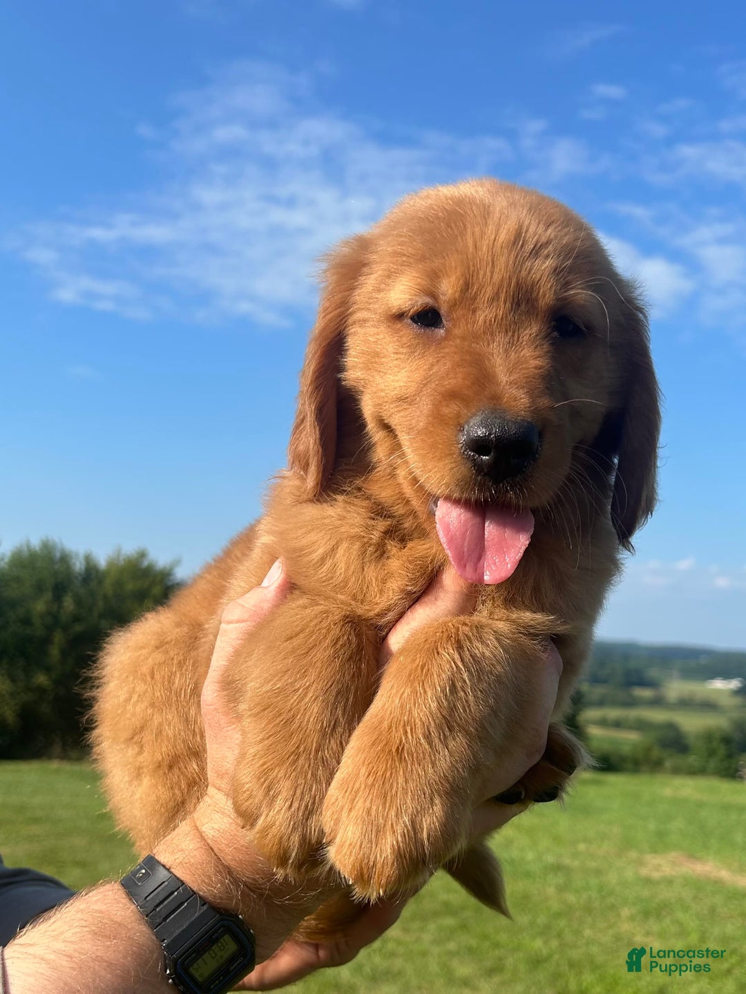 Golden Retriever dogs for sale: Chief - Image 2