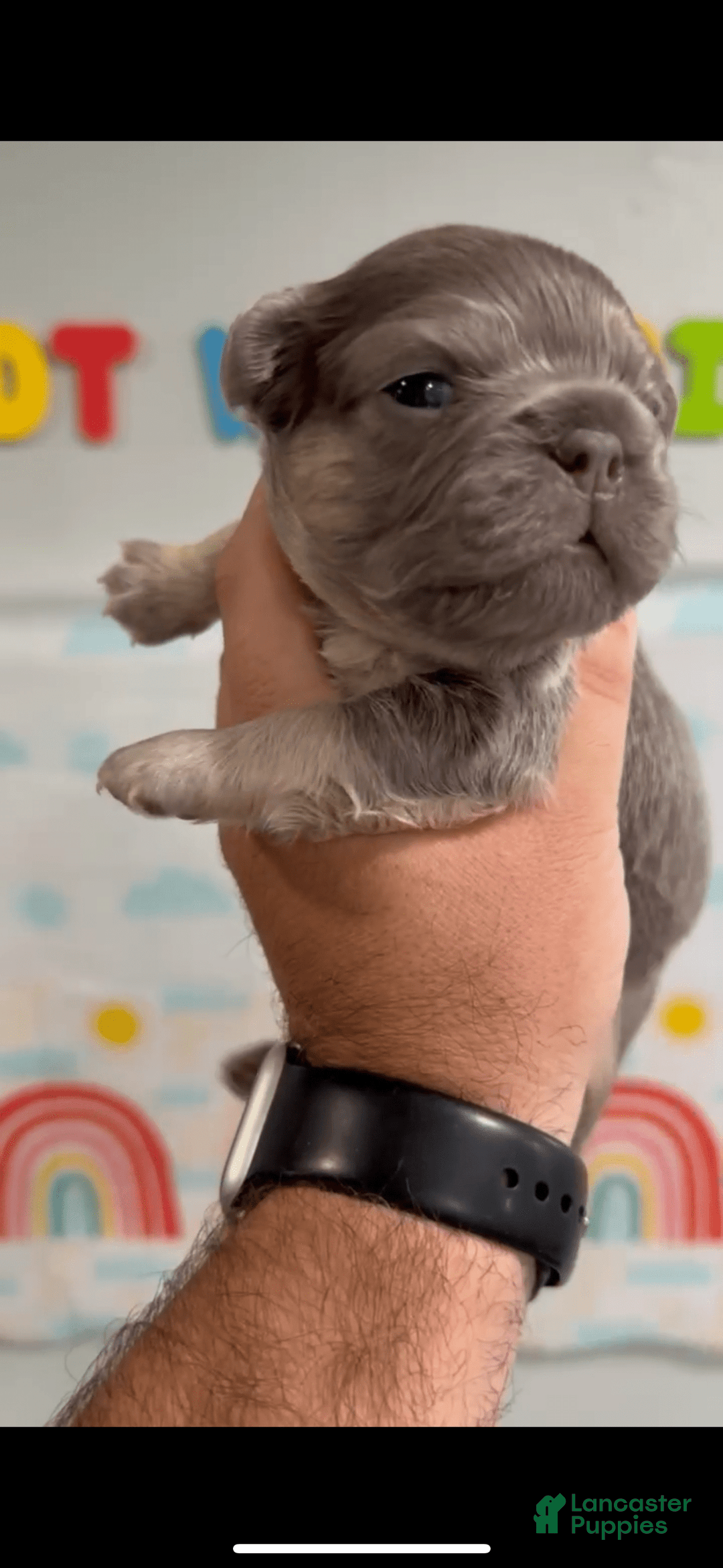 French Bulldog dogs for sale: Lilac and Tan Fluffy Big Rope - Image 4