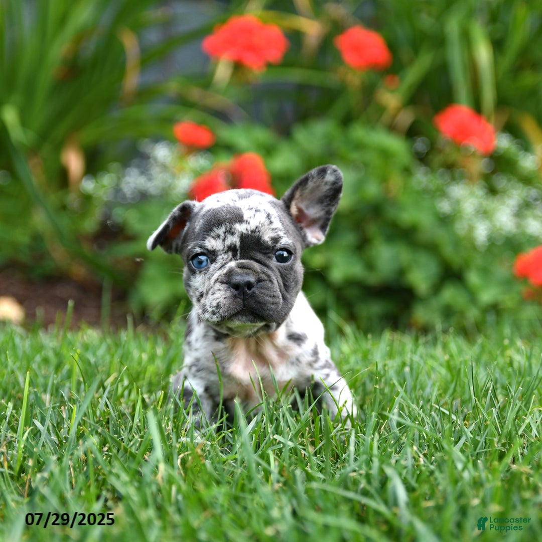 French Bulldog dogs for sale: Bixie - Image 2
