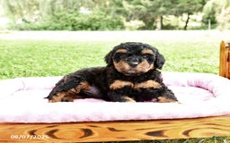 Miniature Poodle dogs for sale: Elsa - Image 1