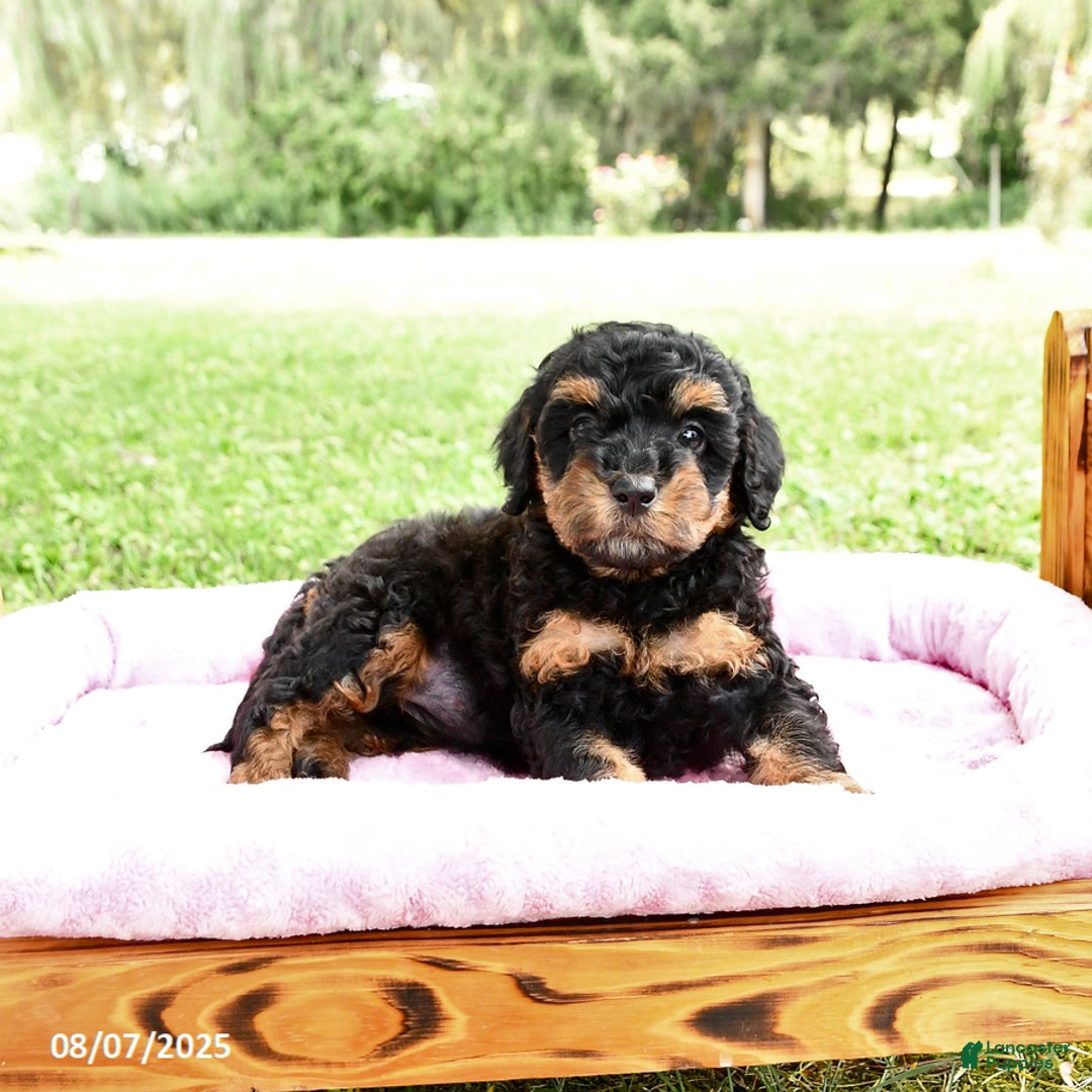 Miniature Poodle dogs for sale: Elsa - Image 1