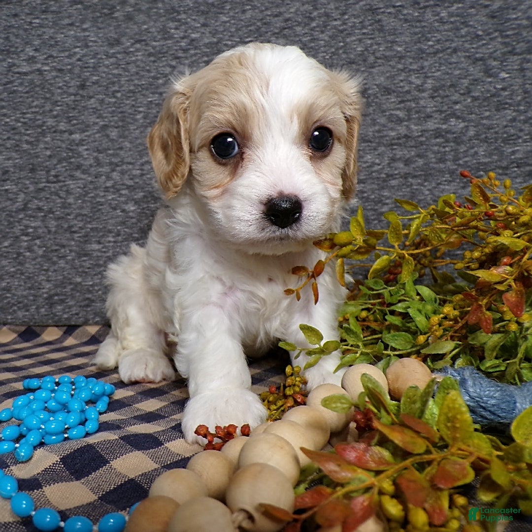 Cavachon dogs for sale: Banjo - Image 11