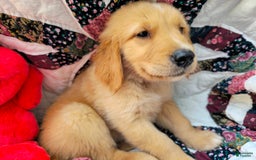 Golden Retriever dogs for sale: Gadget - Image 2