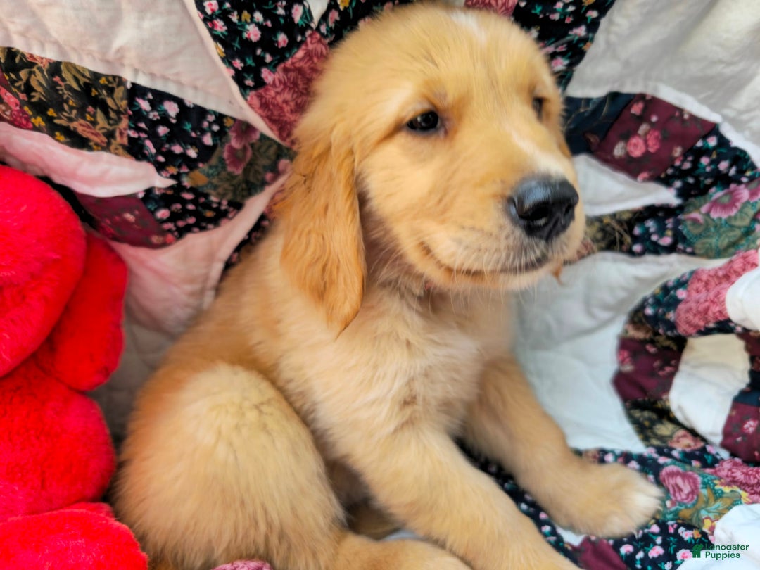 Golden Retriever dogs for sale: Gadget - Image 2