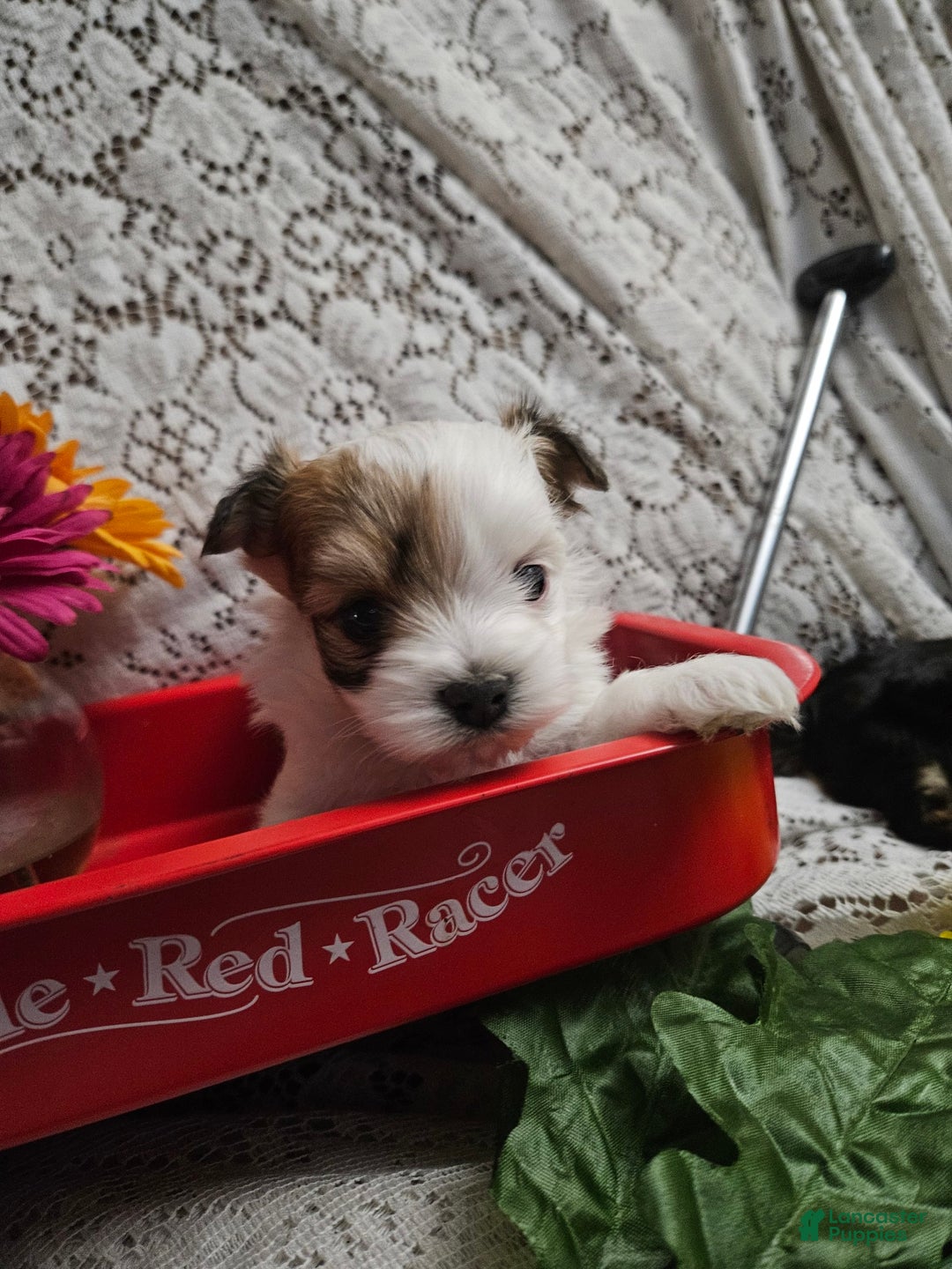 Yorkshire Terrier dogs for sale: Romeo - Image 6