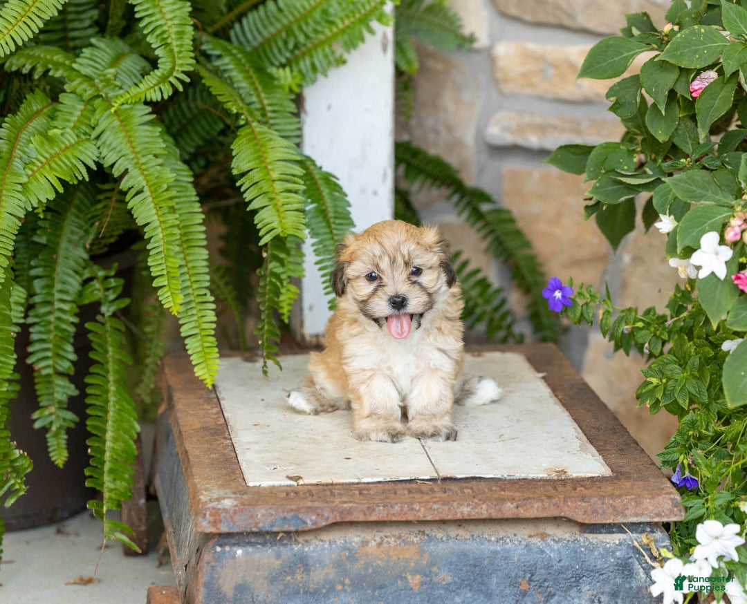 Havanese dogs for sale: Tanner - Image 1