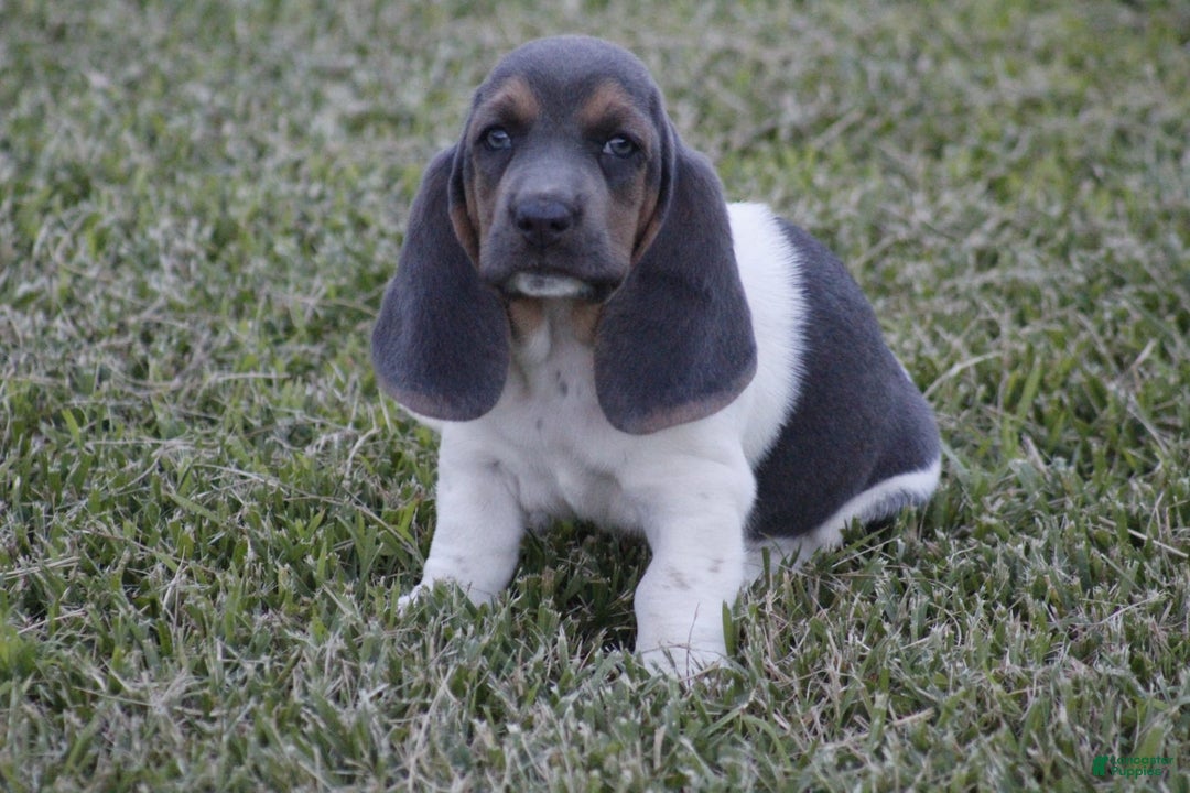 Basset Hound dogs for sale: Flo - Image 2