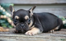 French Bulldog dogs for sale: Bella - Image 7