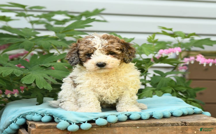 Miniature Poodle dogs for sale - Ad 1