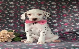 Dalmatian dogs for sale: Katie Liver - Image 5