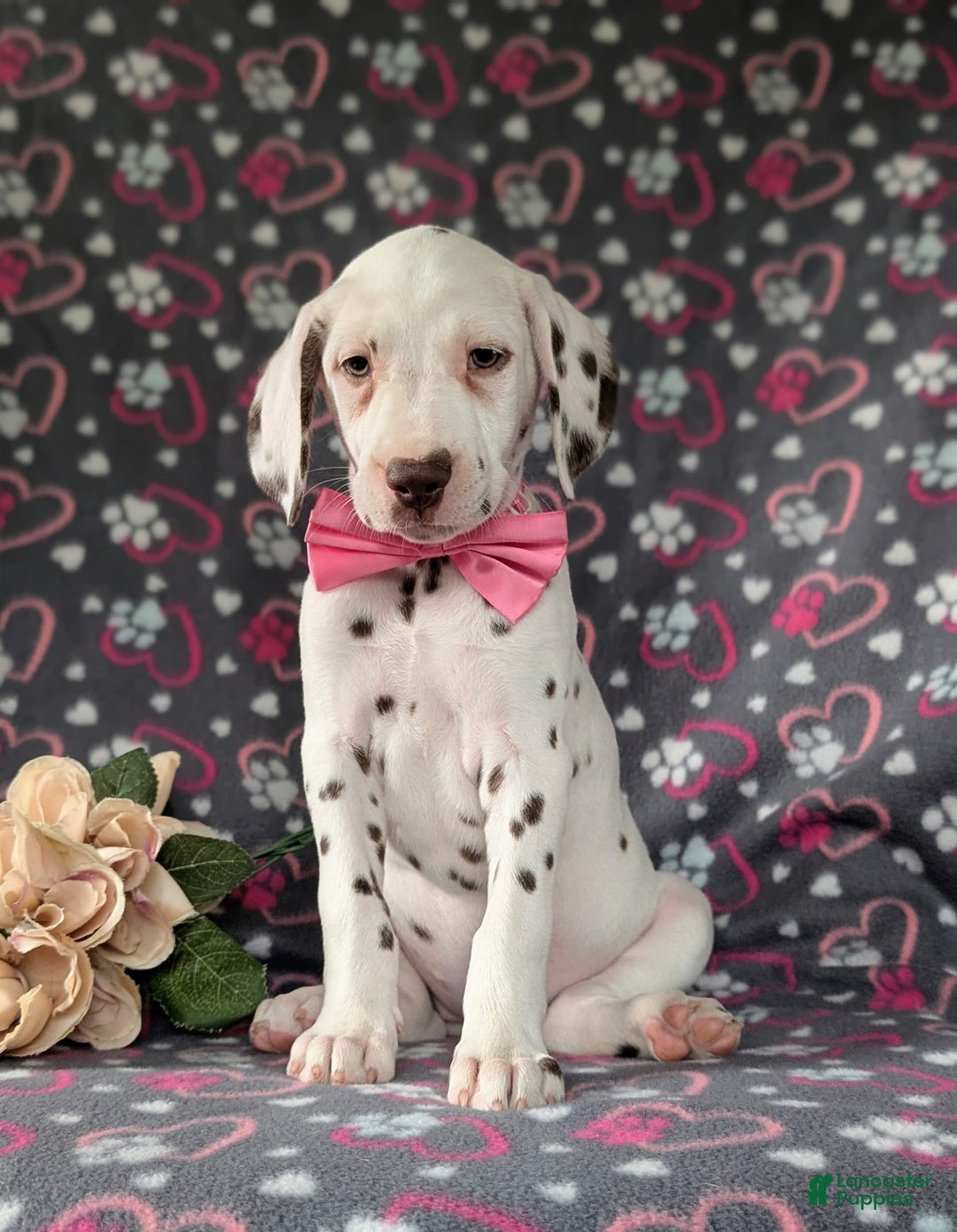 Dalmatian dogs for sale: Katie Liver - Image 5