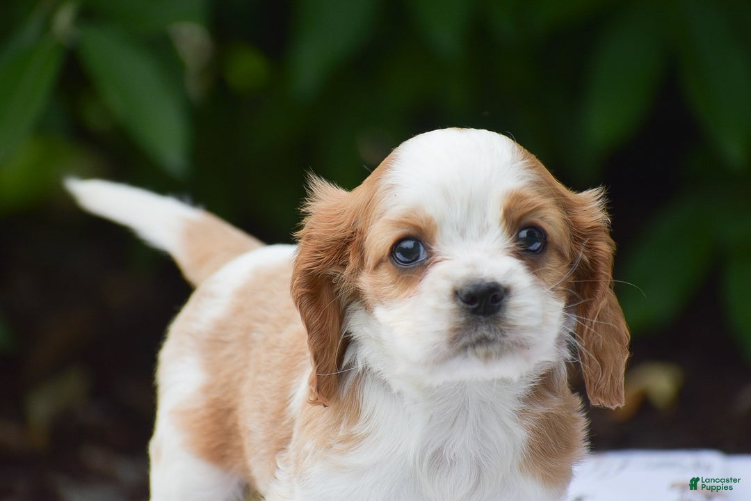 Cockalier dogs for sale: Rosa - Image 4