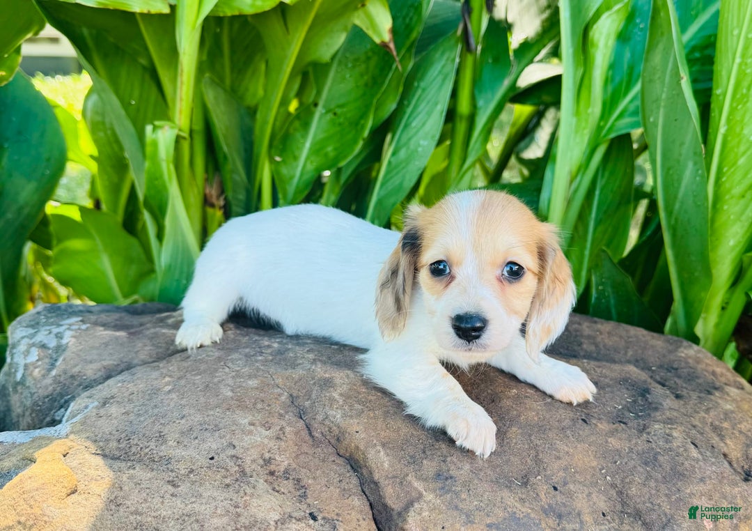 Miniature Dachshund dogs for sale: Libby LH - Image 4