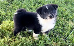 Shiba Inu dogs for sale: Sydney - Image 2