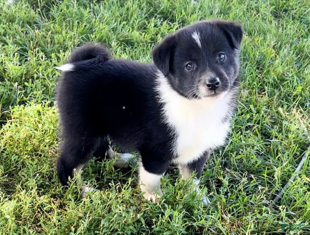Shiba Inu dogs for sale: Sydney - Image 2