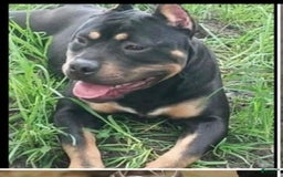 American Bully dogs for sale: Yoyo - Image 4