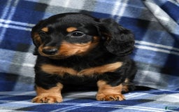 Miniature Dachshund dogs for sale: Dora - Image 4