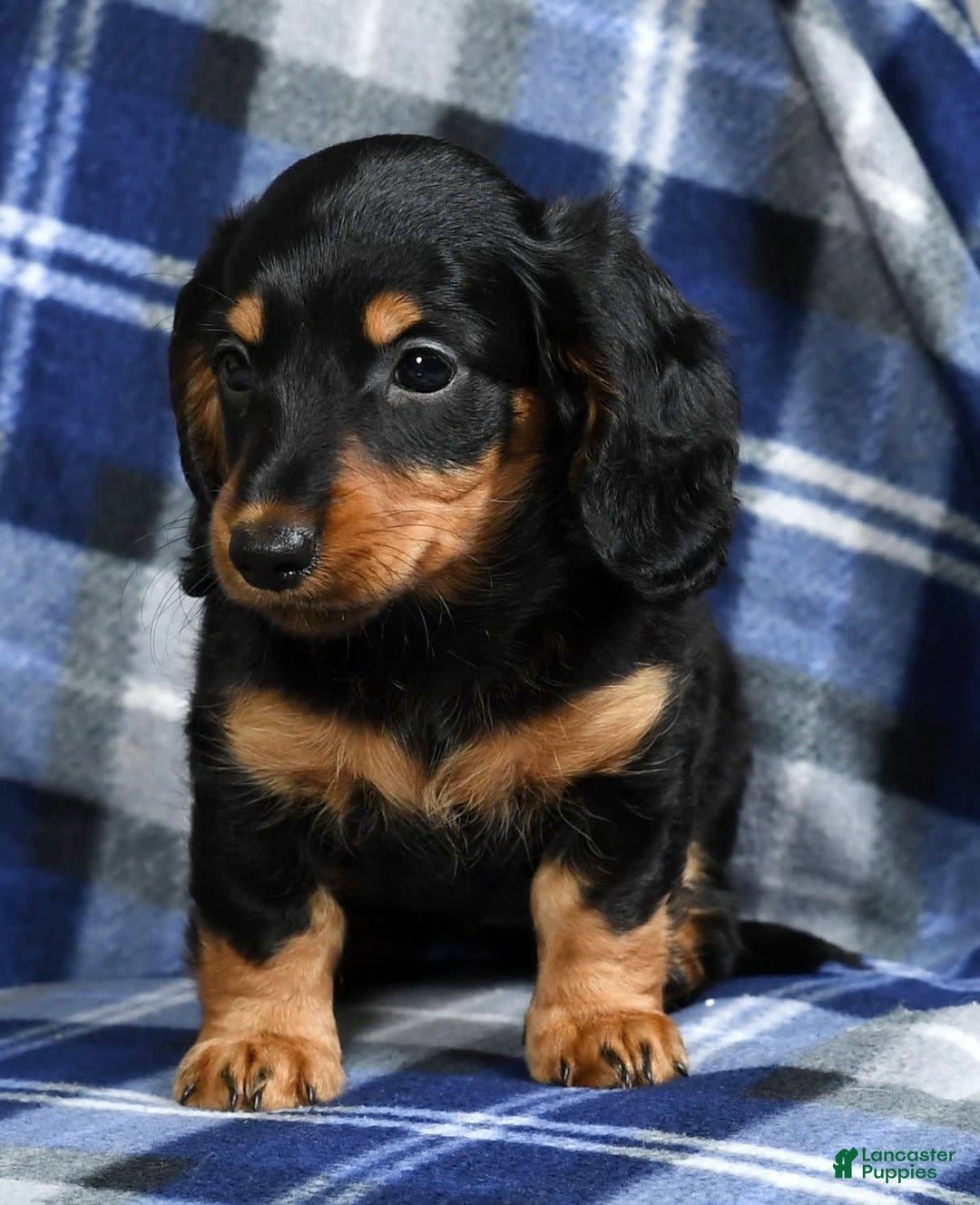 Miniature Dachshund dogs for sale: Dora - Image 4