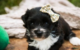 Havanese dogs for sale: Winnie - Image 1