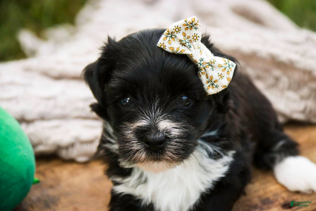 Havanese dogs for sale: Winnie - Image 1