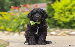 Newfypoo dogs for sale: Tanner - Image 1