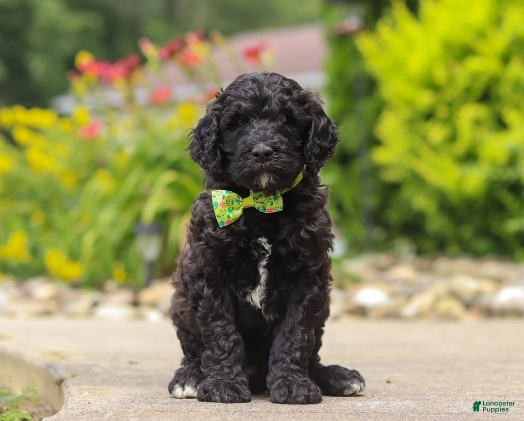 Newfypoo dogs for sale: Tanner - Image 1