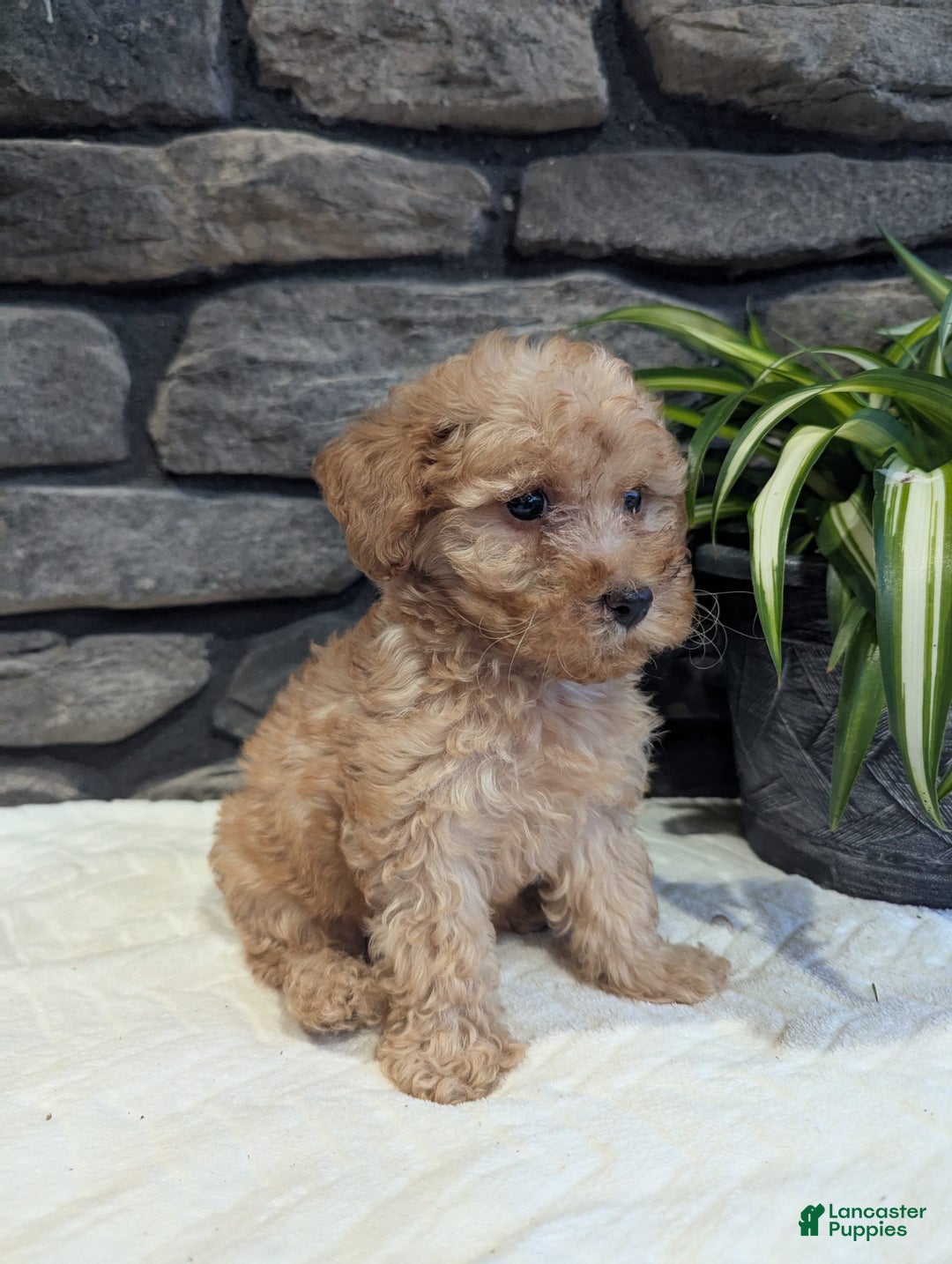 Miniature Poodle dogs for sale: Benson - Image 2