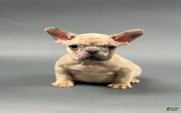 French Bulldog dogs for sale: MELANIE - Image 5