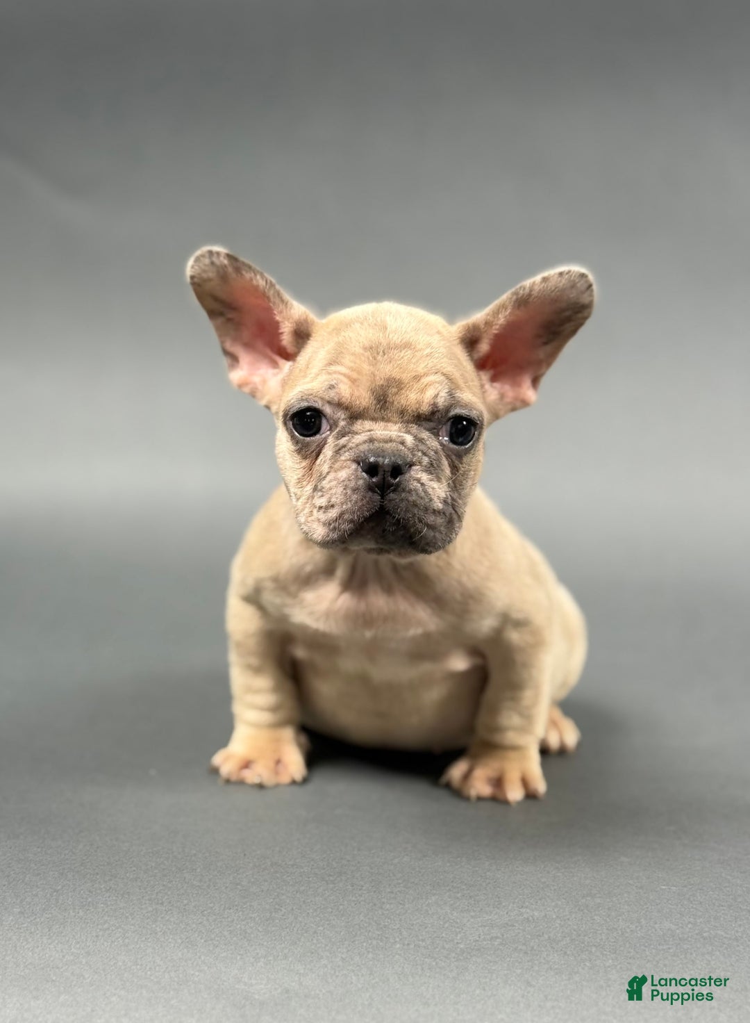 French Bulldog dogs for sale: MELANIE - Image 5