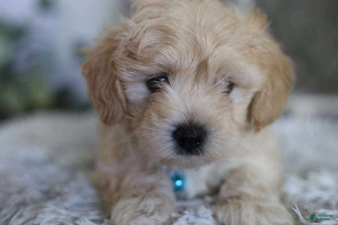Maltipoo dogs for sale: Yogi - Image 4