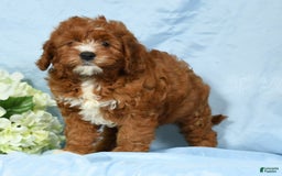 Cavapoo dogs for sale: Tonya - Image 1