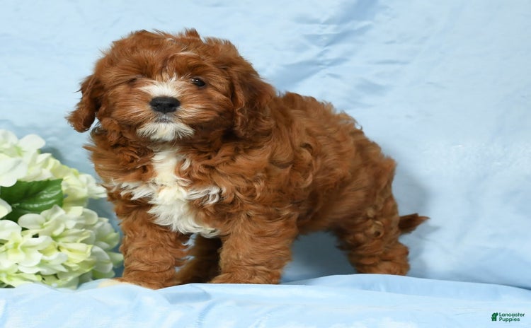 Cavapoo dogs for sale - Ad 1