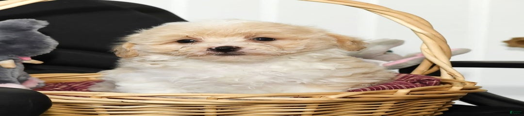 Bailey